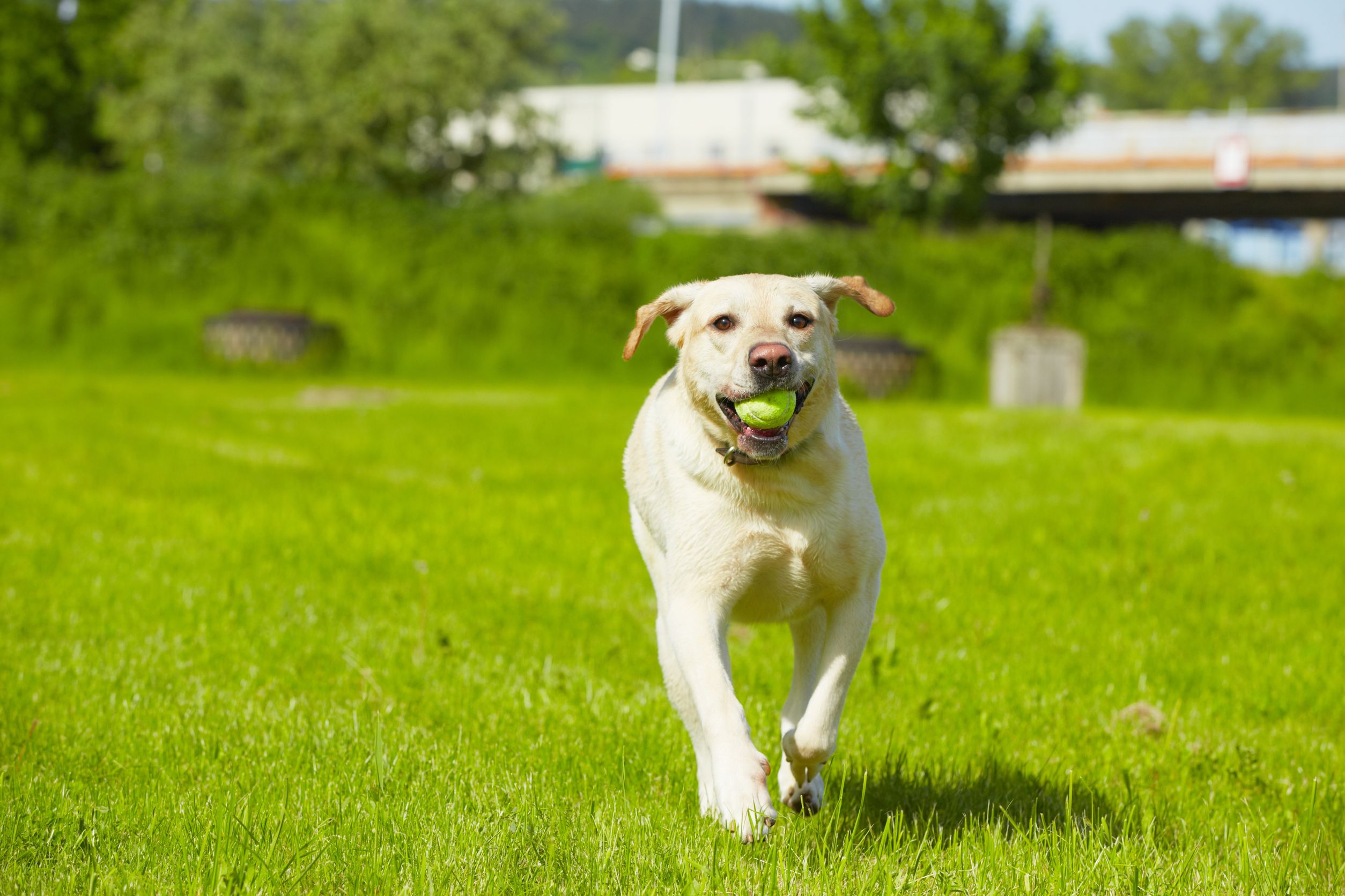 Happy Healthy Dog Running with Ball