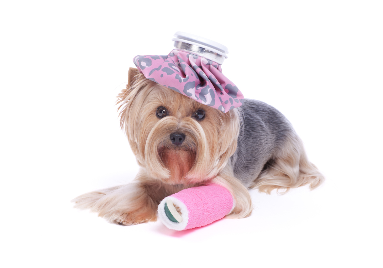 Sick Dog Needs Surgery Veterinarian Sick Dog Needs Surgery Veterinarian